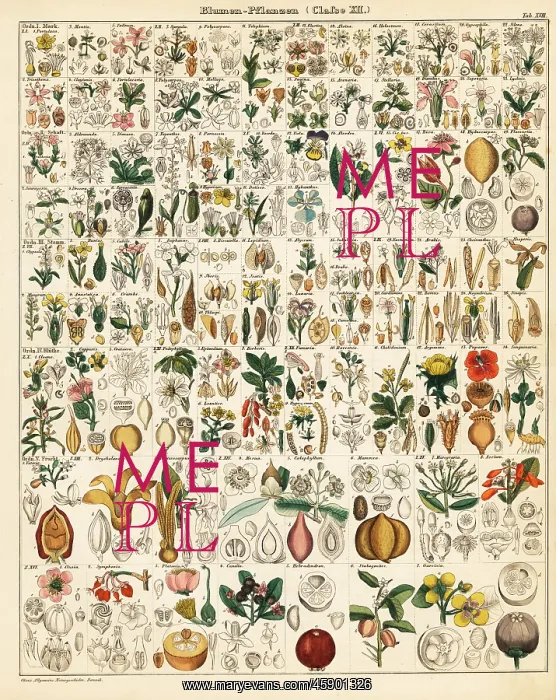 : Flowering plants : Flowering plants