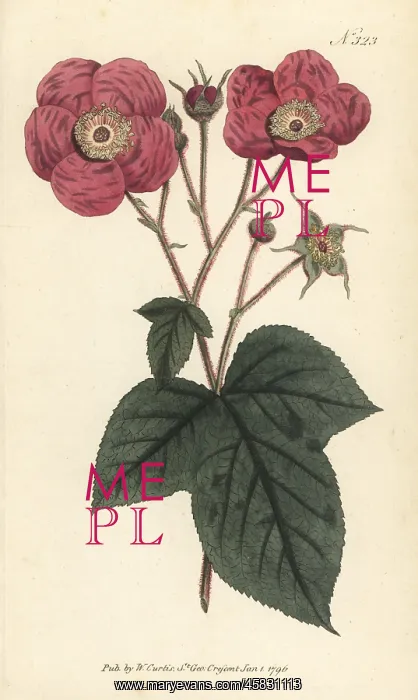 : Flowering raspberry, Rubus odoratus : Flowering raspberry, Rubus odoratus