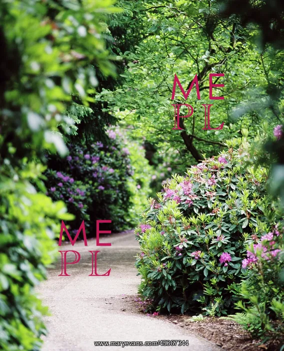 : Flowering rhodedendrons : Flowering rhodedendrons