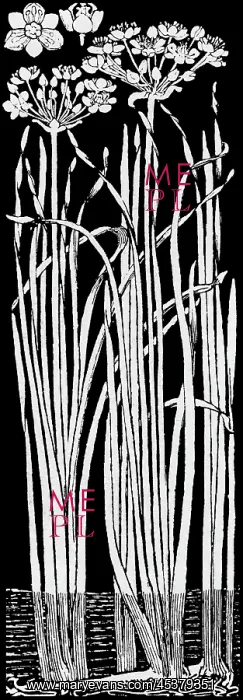  : Flowering Rush