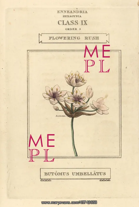 : Flowering rush, Butomus umbellatus : Flowering rush, Butomus umbellatus