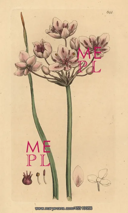 : Flowering rush, Butomus umbellatus : Flowering rush, Butomus umbellatus