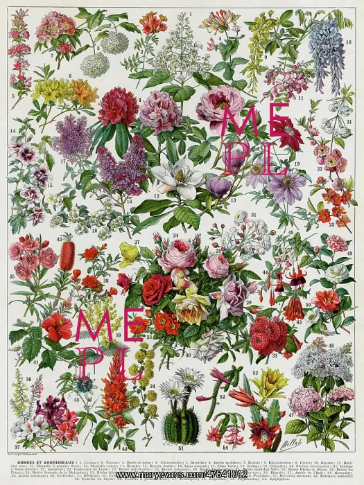 : Flowering shrubs : Flowering shrubs
