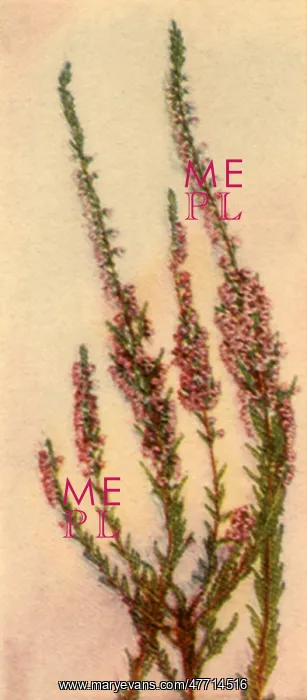  : Thin Flowering Stems