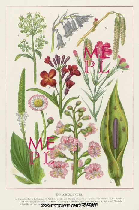 : FLOWERS. Hedera Helix; Scilla (Wild Hyacinth); Corylus : FLOWERS. Hedera Helix; Scilla (Wild Hyacinth); Corylus