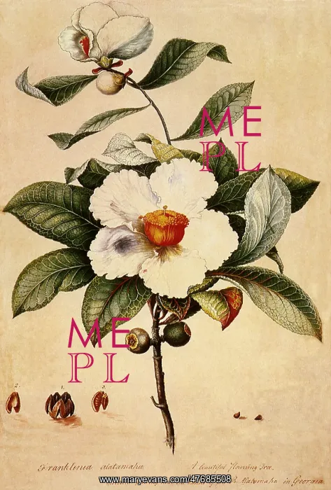 : Flowers and Acorns : Flowers and Acorns