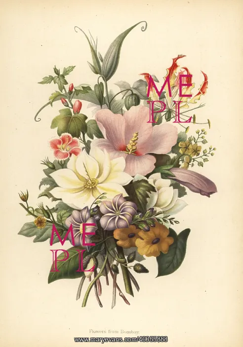 : Flowers from Bombay, India : Flowers from Bombay, India