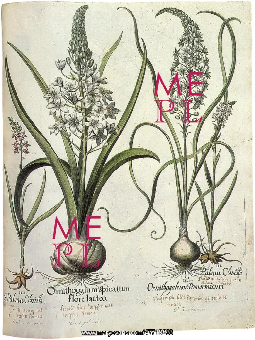 : Flowers From Bulbs : Flowers From Bulbs