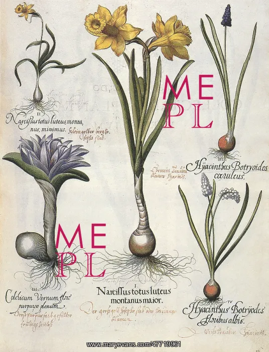 : Flowers and Bulbs : Flowers and Bulbs