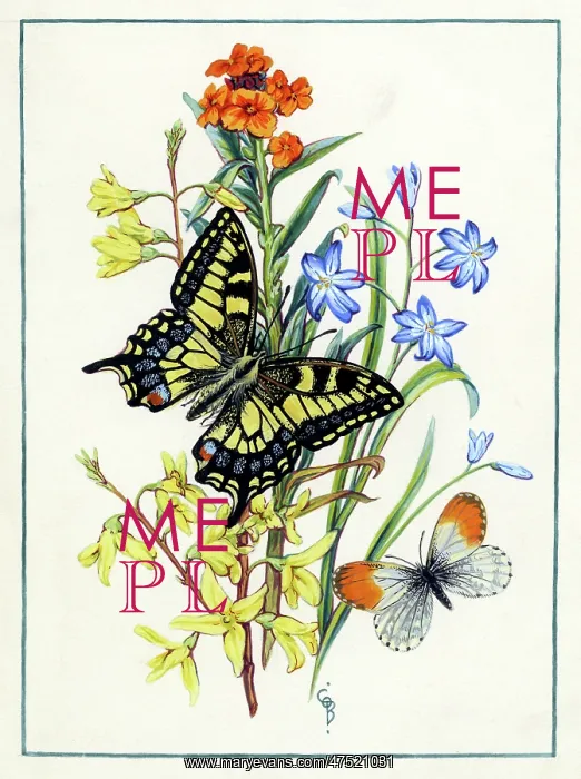: Flowers and Butterflies : Flowers and Butterflies