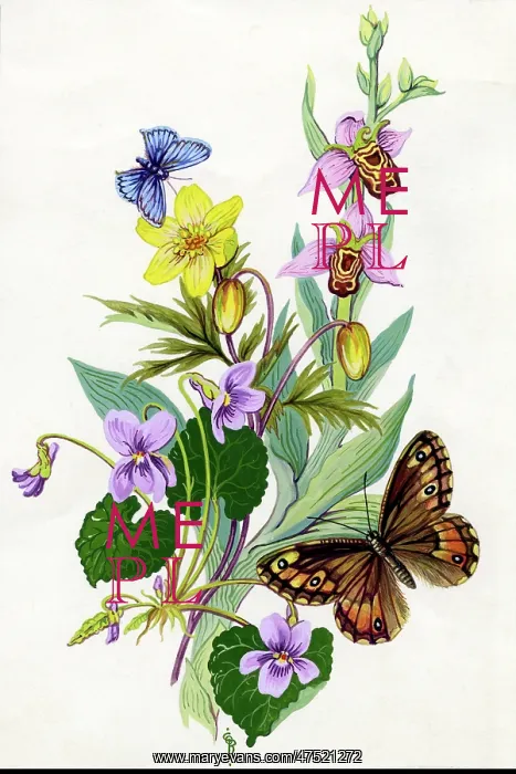 : Flowers and Butterflies : Flowers and Butterflies