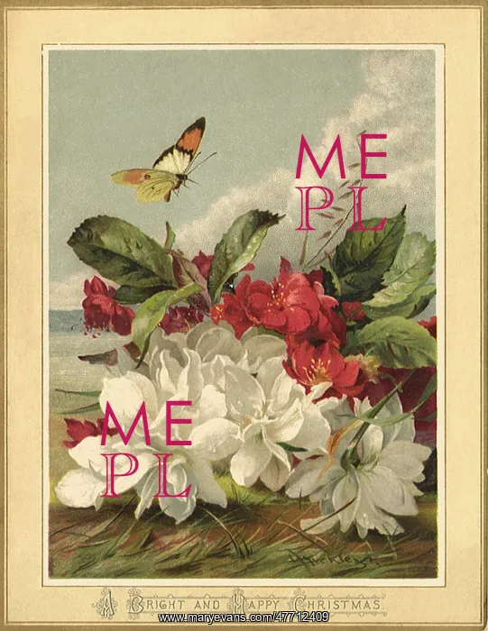 : Flowers and Butterfly : Flowers and Butterfly