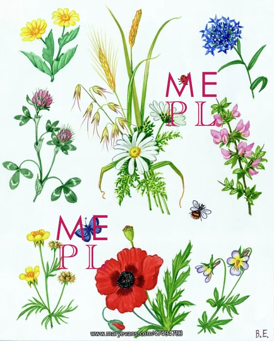 : Flowers of the Cornfield - corn marigold etc : Flowers of the Cornfield - corn marigold etc