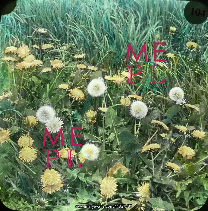 : Flowers - Dandelion : Flowers - Dandelion