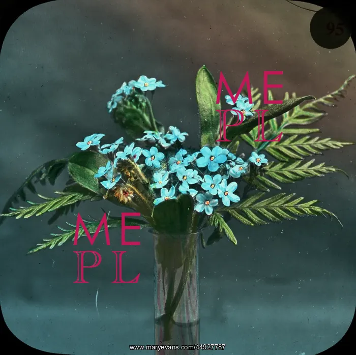 : Flowers - Forget-me-not : Flowers - Forget-me-not