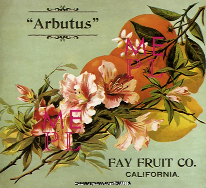  : Flowers and Fruit