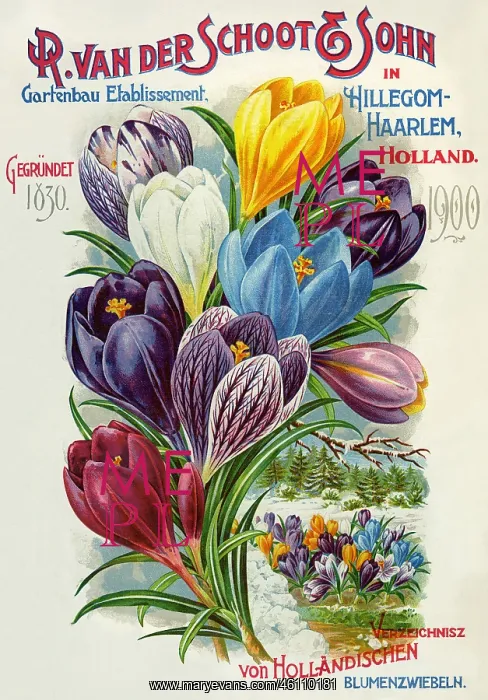 : Flowers from Holland, advertising : Flowers from Holland, advertising