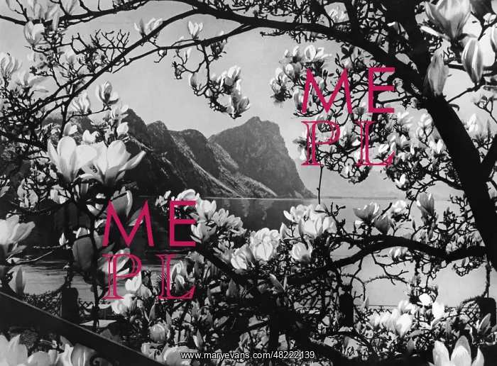 : Flowers at the Lake Lucerne, 1934 : Flowers at the Lake Lucerne, 1934