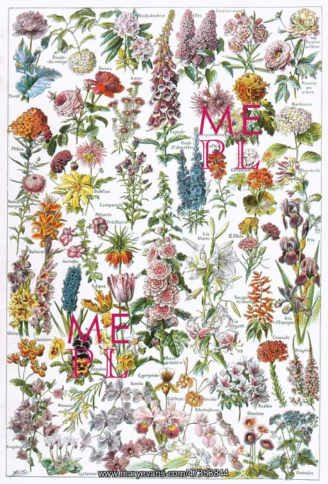 : Flowers - Larousse 1913 : Flowers - Larousse 1913