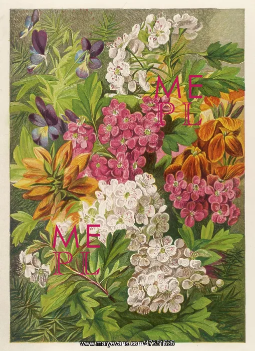 : FLOWERS MAY & JUNE 1863 : FLOWERS MAY & JUNE 1863