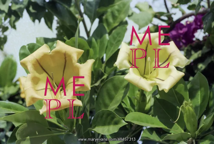 : Flowers of Mozambique : Flowers of Mozambique
