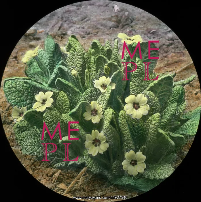 : Flowers - Primroses : Flowers - Primroses