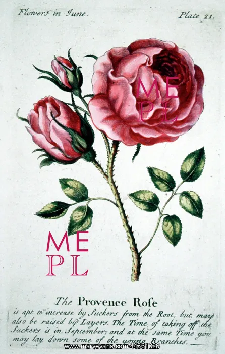  : Flowers - The Provence Rose