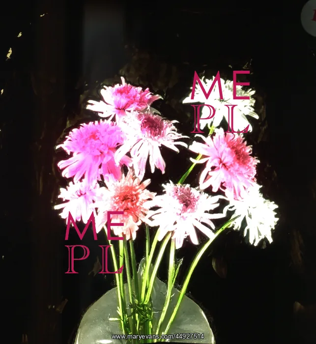 : Flowers - Pyrethrum, red : Flowers - Pyrethrum, red