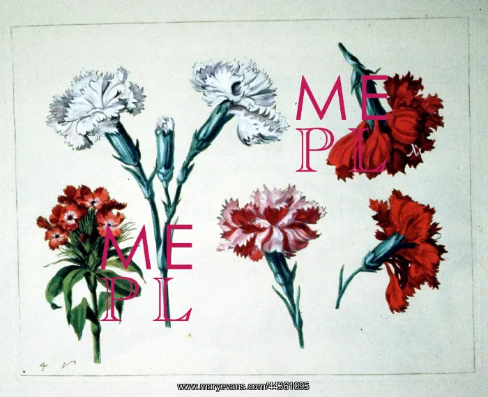 : Flowers - Red and white Carnations : Flowers - Red and white Carnations