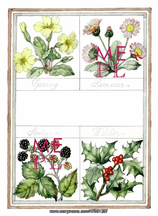 : Flowers of the Four Seasons : Flowers of the Four Seasons