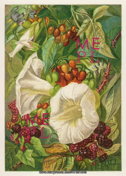 : FLOWERS SEPT & OCT 1863 : FLOWERS SEPT & OCT 1863