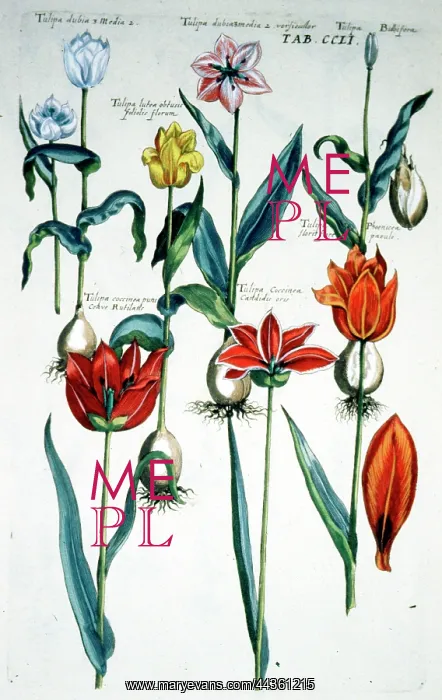  : Flowers - Tulips