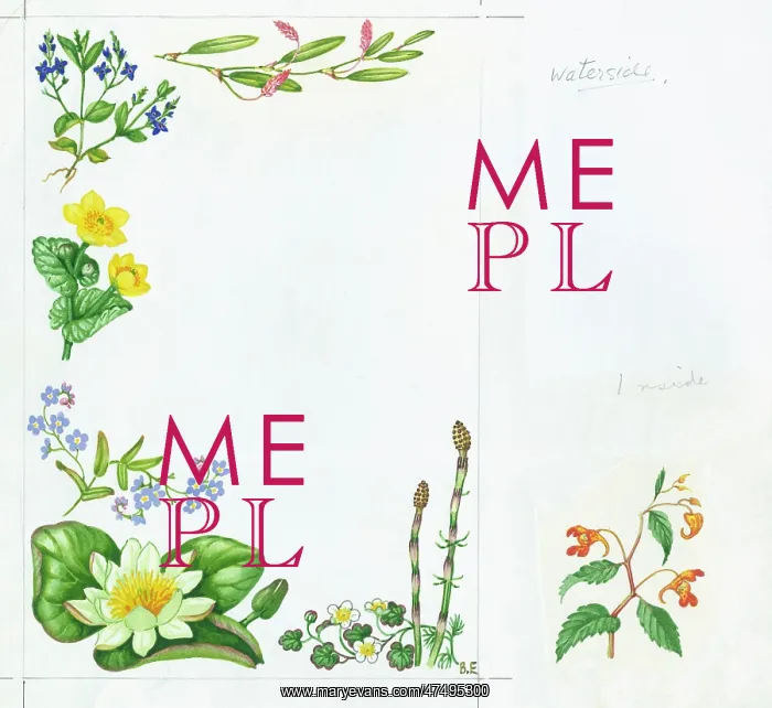 : Flowers of the Waterside - kingcup, etc : Flowers of the Waterside - kingcup, etc