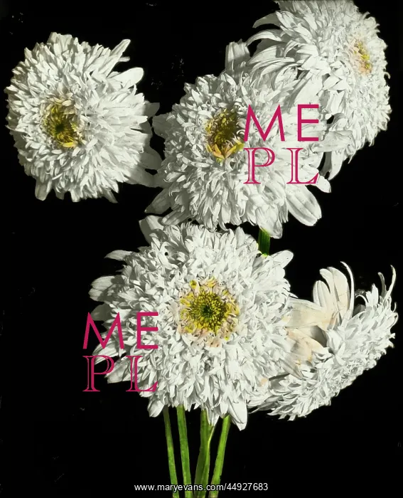 : Flowers - White Pyrethrum : Flowers - White Pyrethrum