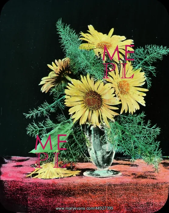 : Flowers - Yellow marguerite : Flowers - Yellow marguerite