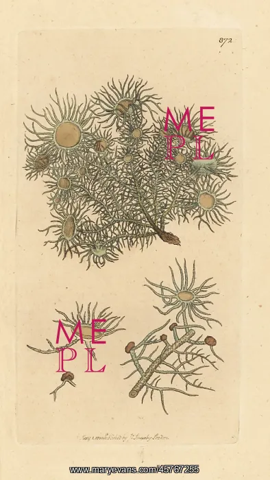: Flowery lichen, Usnea florida : Flowery lichen, Usnea florida