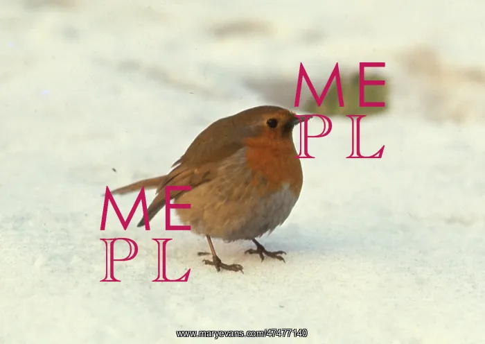  : Fluffed up Robin in the snow