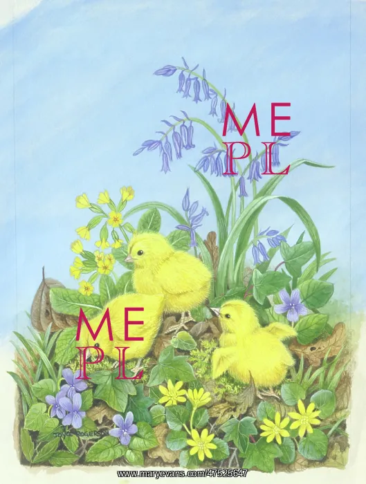 : Three fluffy chicks amongst spring flowers : Three fluffy chicks amongst spring flowers
