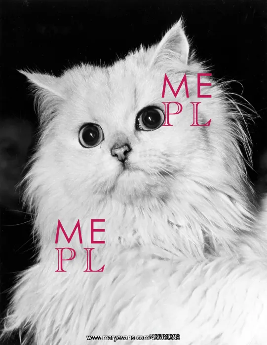  : Fluffy white cat
