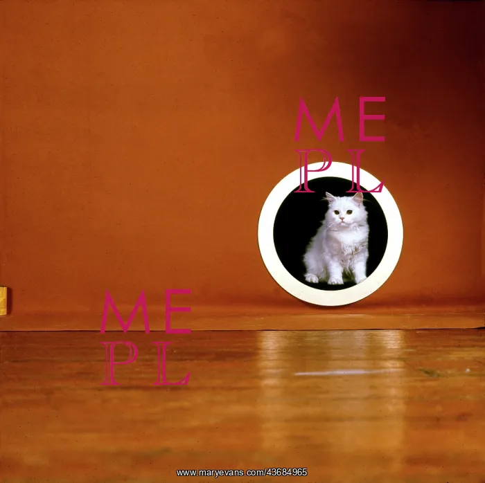 : Fluffy white cat in studio portrait : Fluffy white cat in studio portrait