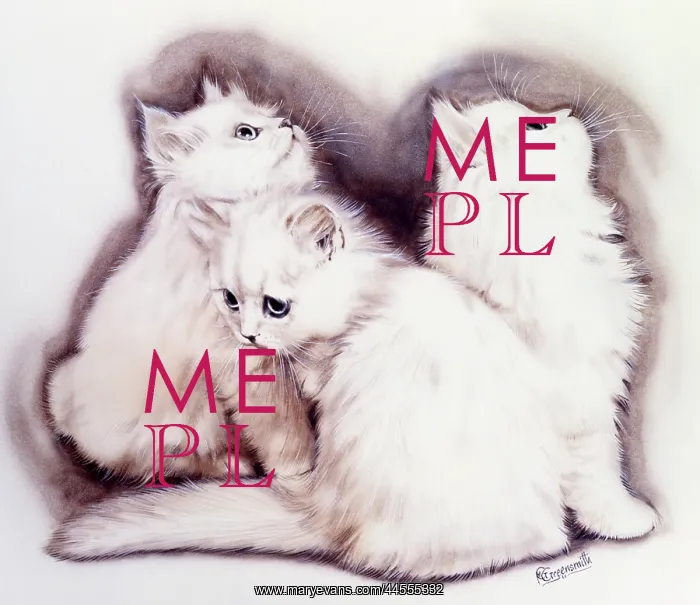 : Three Fluffy white kittens : Three Fluffy white kittens