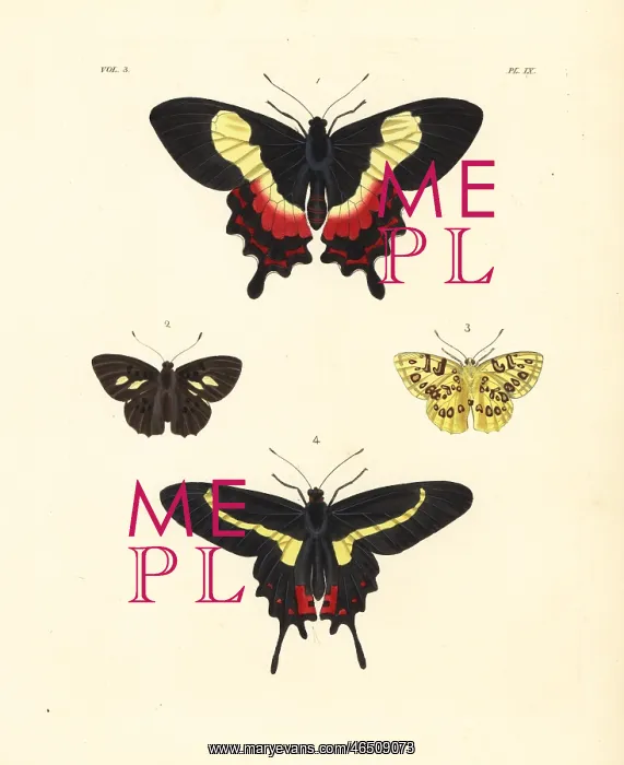 : Fluminense swallowtail, Anteros acheus and Parides agavus : Fluminense swallowtail, Anteros acheus and Parides agavus