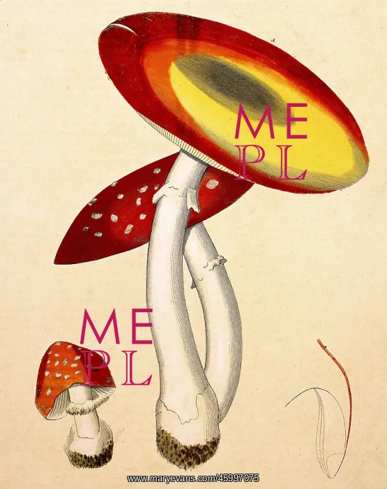  : Fly agaric