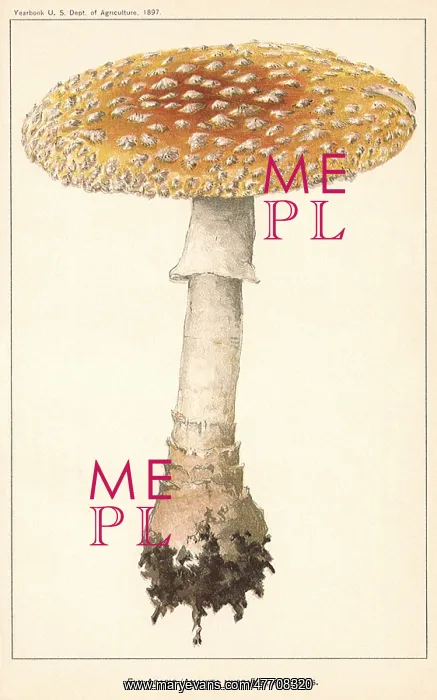  : Fly Agaric