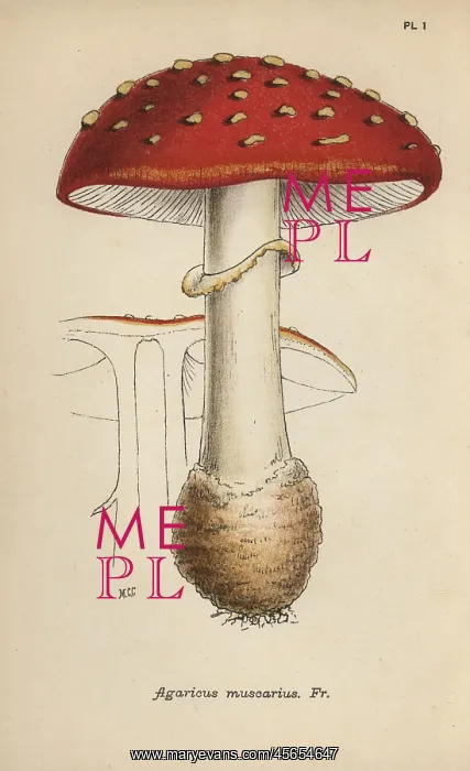 : Fly agaric, Agaricus muscarius : Fly agaric, Agaricus muscarius