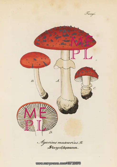 : Fly agaric, Amanita muscaria : Fly agaric, Amanita muscaria