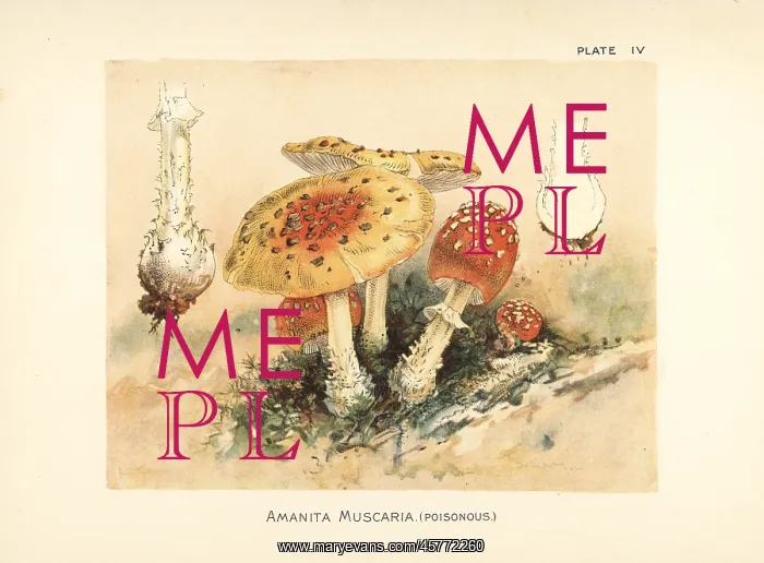 : Fly agaric, Amanita muscaria : Fly agaric, Amanita muscaria