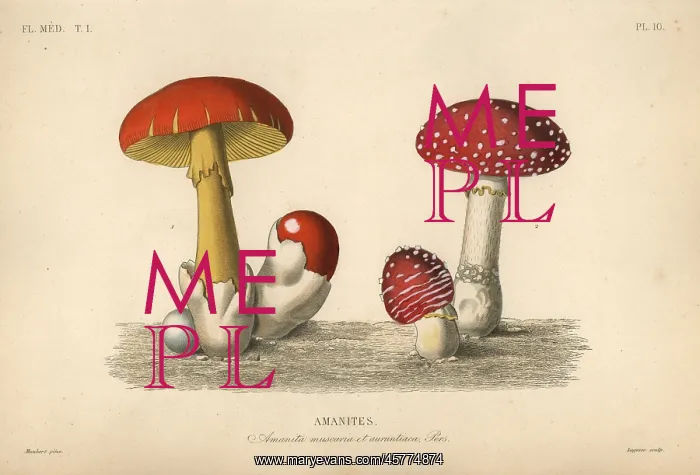 : Fly agaric mushroom and imperial mushroom : Fly agaric mushroom and imperial mushroom