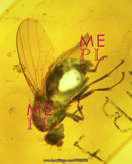 : Fly in amber : Fly in amber
