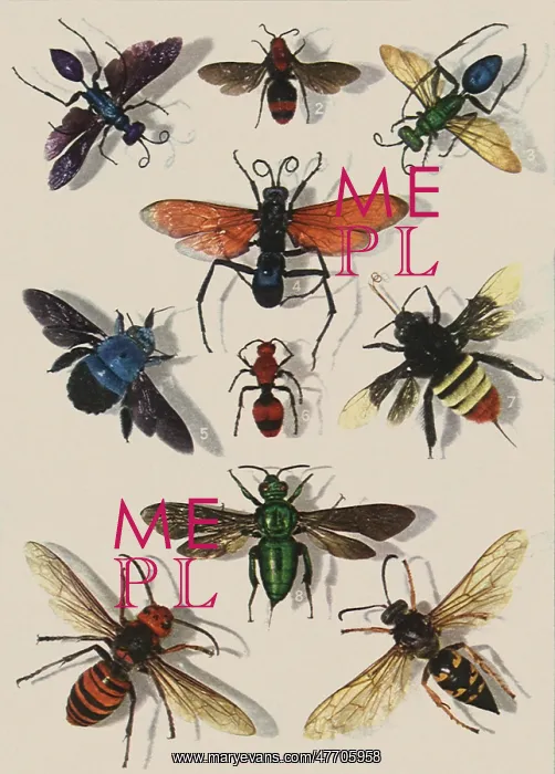 : Fly and Bumblebee : Fly and Bumblebee